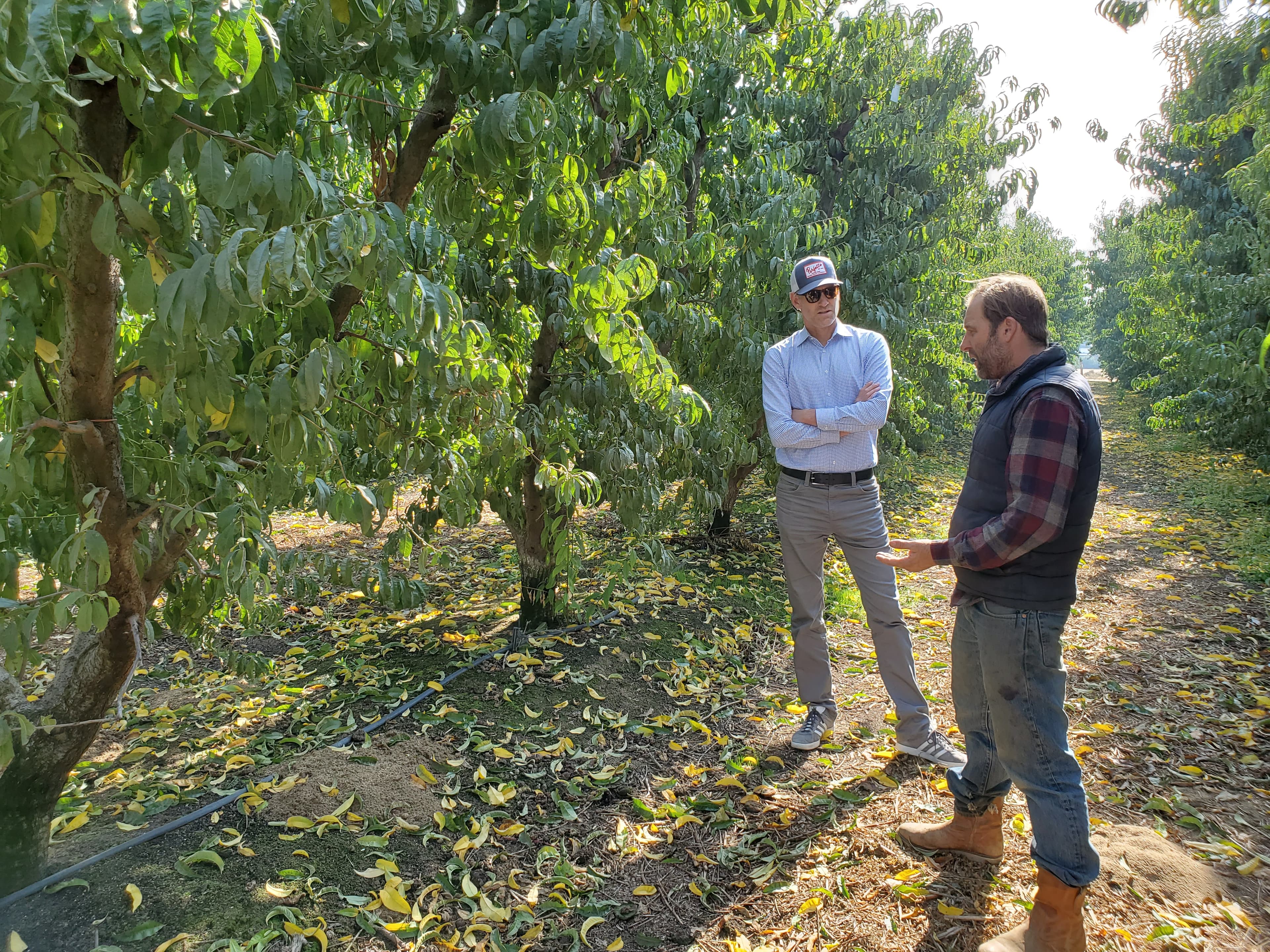 IntelliCulture team working with growers in the field